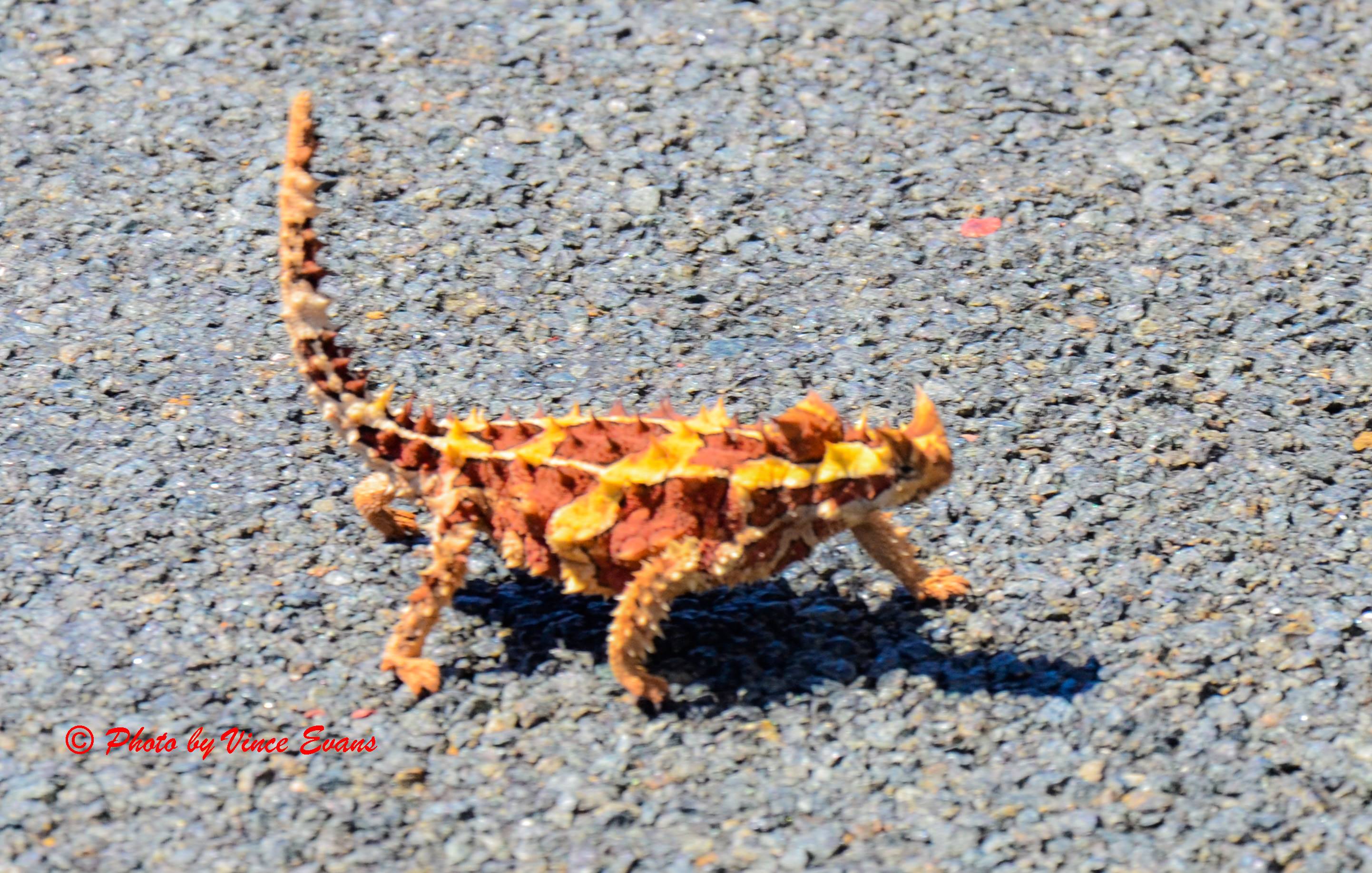 Mountain devil, Northern Territory, Australia Mountain devil, Northern Territory, Australia