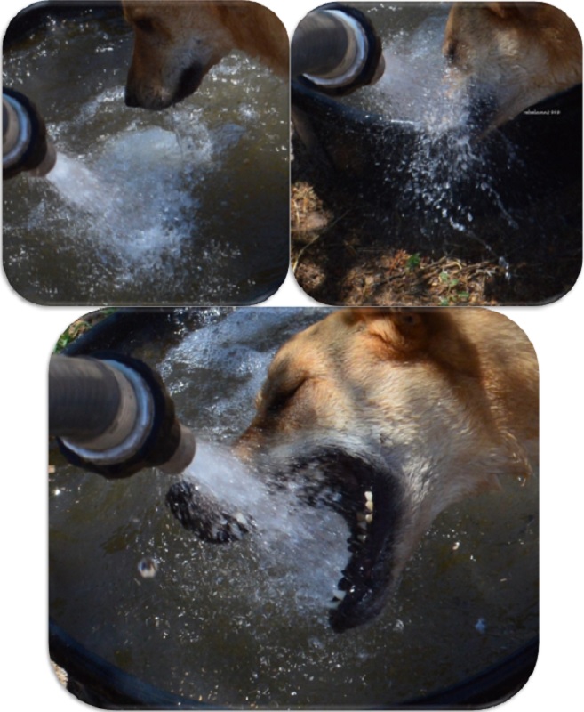 Just a few shots of Ally enjoying the water in the heat of the day