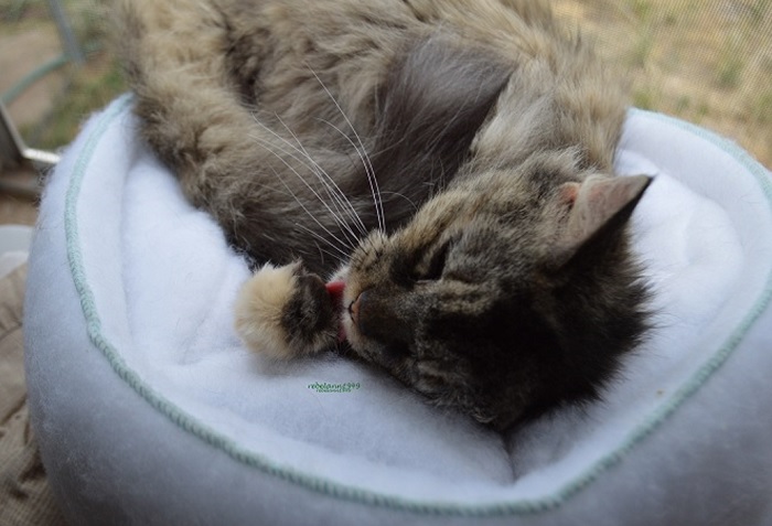 Boobear grooming, caught her in action 'YaY' Boobear grooming, caught her in action 'YaY'