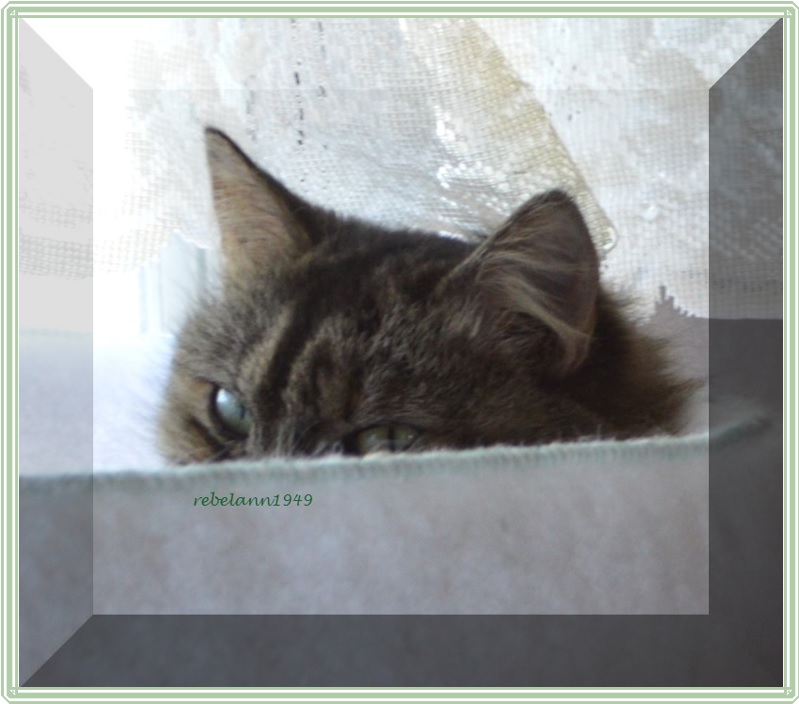 Boobear peeking at me.