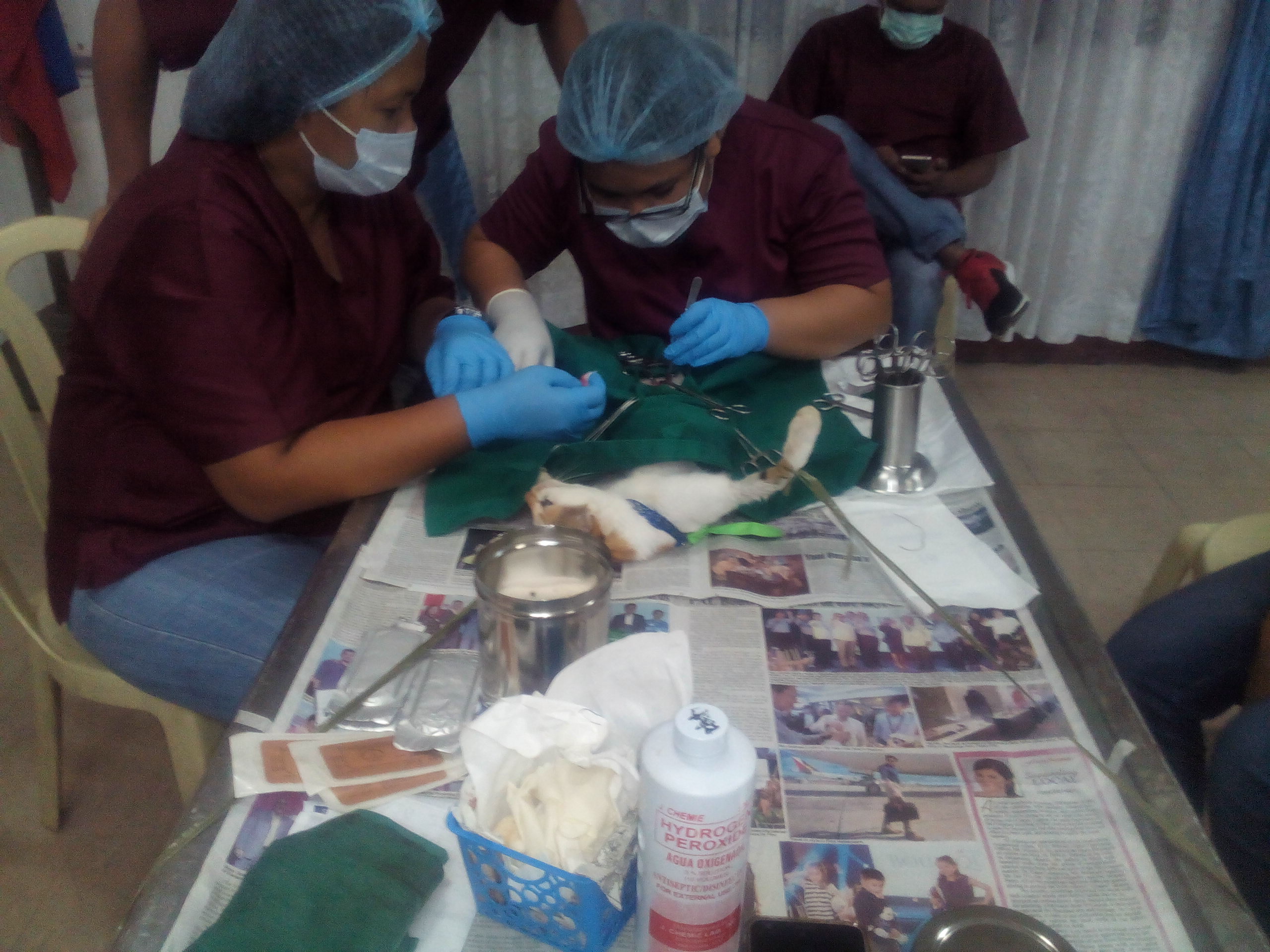 Vets doibg the spaying of my cat Vets doibg the spaying of my cat