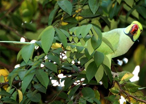 Wild parrot at my garden - parrot