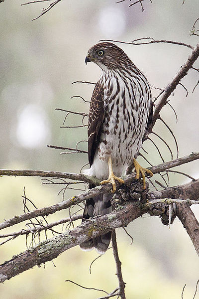 Image Credit » http://commons.wikimedia.org/wiki/File:Coopers_hawk_%2812343686485%29.jpg Image Credit » http://commons.wikimedia.org/wiki/File:Coopers_hawk_%2812343686485%29.jpg