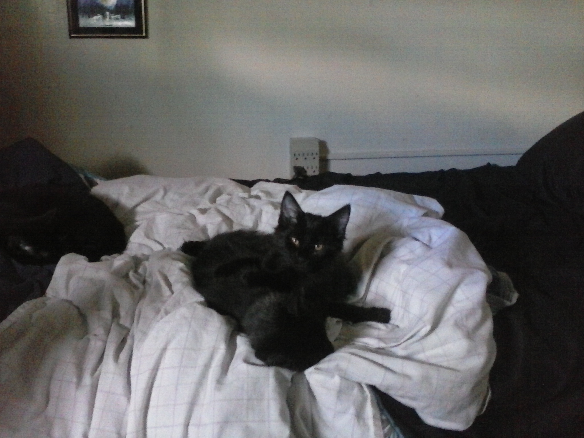 Kittens make bed-making challenging. 