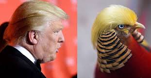 image source https://www.good.is/articles/chinese-bird-that-looks-like-trump image source https://www.good.is/articles/chinese-bird-that-looks-like-trump