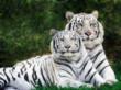 Tigers - White shakan tigers, mostky the breed came from Idia