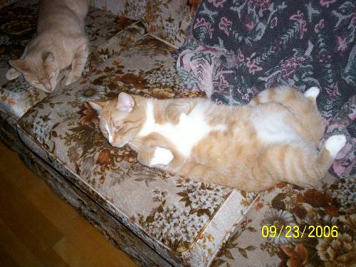 My Cat - One of two of my big boys