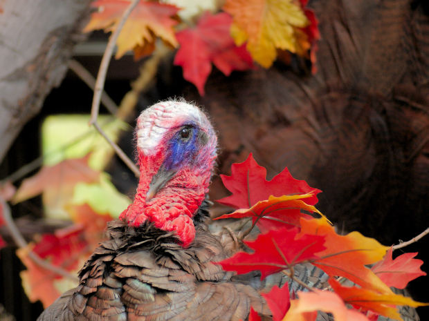 Photo of turkey courtesy of morguefile.com