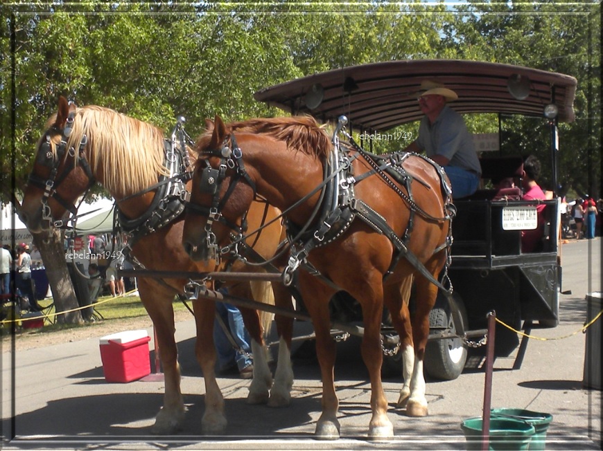The Las Cruses NM wine fest in 2011, boy did I want to pet those horses, he wouldn't let me though.