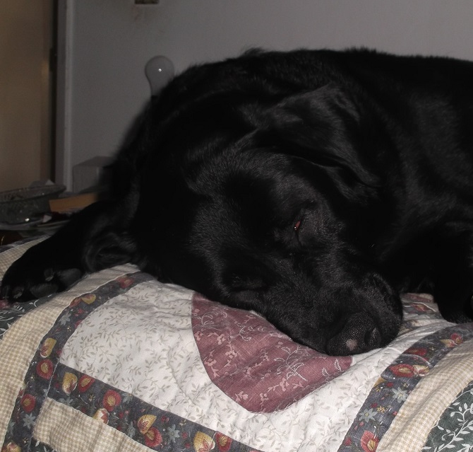 Photo I took of Angel on my bed 3-8-16