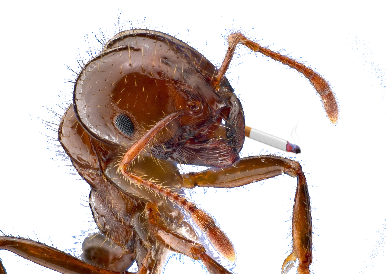 Ant and Ciggy Pix - Pixabay dot com - Edit Gus Kilthau Ant and Ciggy Pix - Pixabay dot com - Edit Gus Kilthau