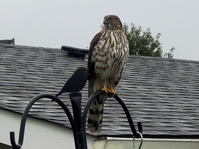 Hawk on my bird feeder