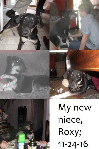 Collage I made with photos I took of my new "niece", Roxy Collage I made with photos I took of my new "niece", Roxy