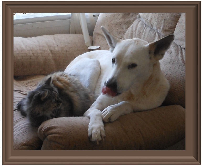 That&#039;s my boy Mykey licking his chops and miss Boobear was sitting close to him to get warm.