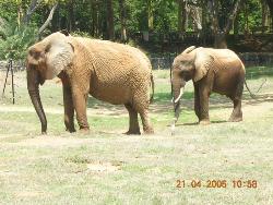 Africal Elephants at Mysore Zoo - Photographed at Mysore Zoo