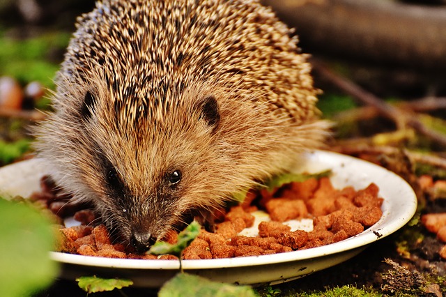 The Hedgehog image courtesy of Pixabay