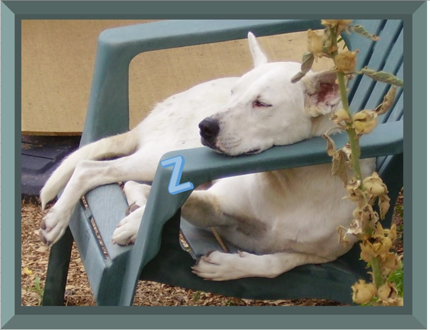 That&#039;s Mykey, he loved to nap in the lawn chairs.