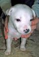 Staffy, white,sweet. - I love staffs do you.