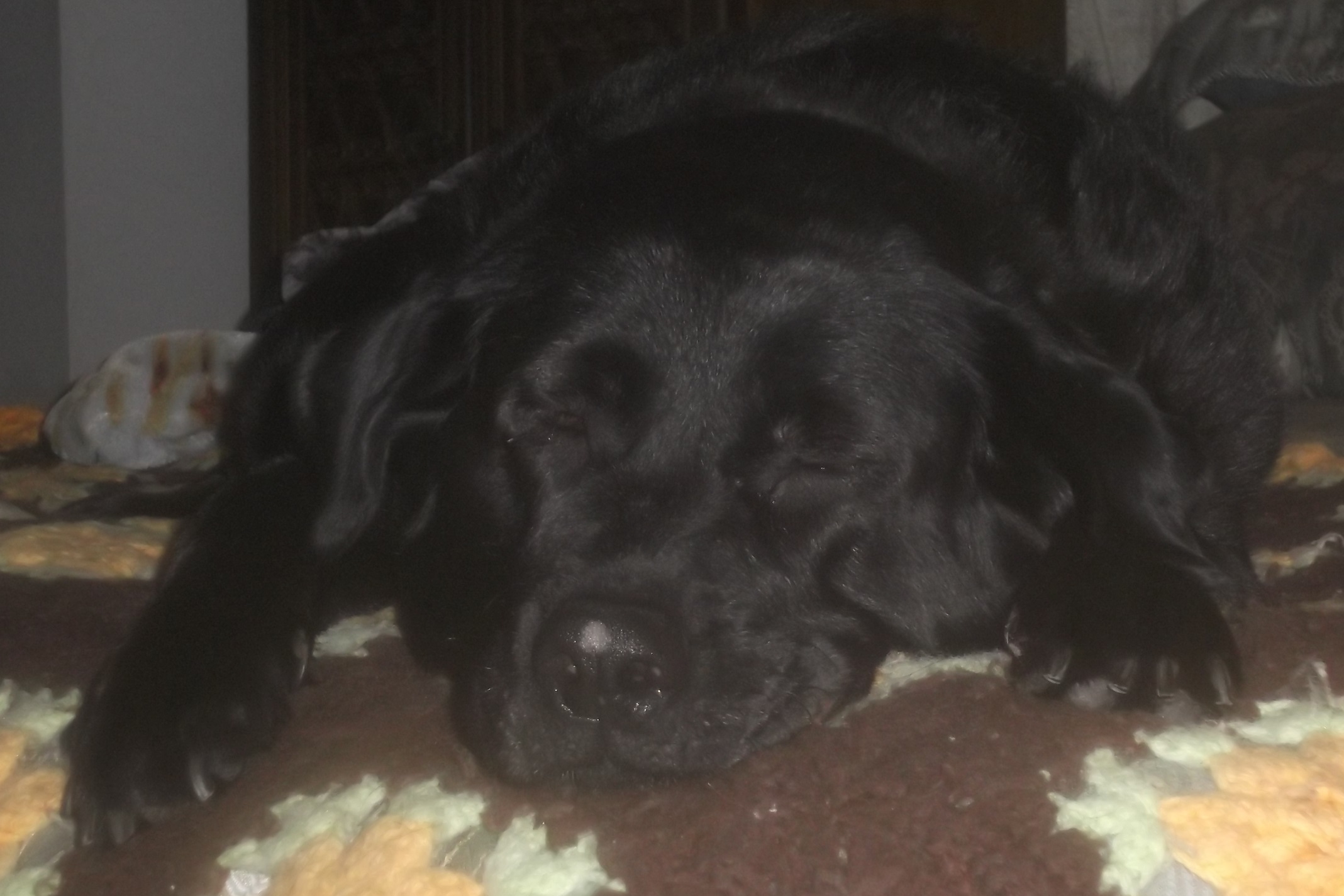 My Tuckered-out dog on my Mom's bed My Tuckered-out dog on my Mom's bed