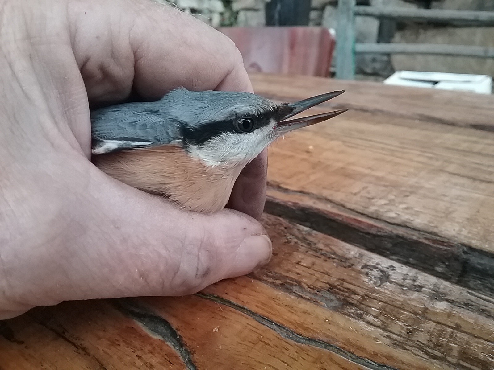 nuthatch