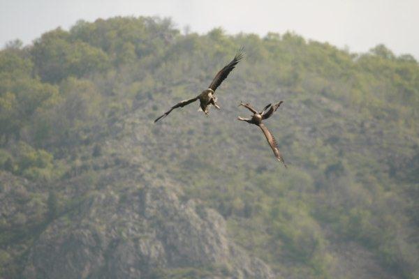 battle of the eagles