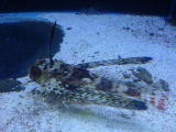 Saltwater Fish - A breed of saltwater fish that I've taken on one of my trips to an aquarium.  Didn't catch the name of this breed though.