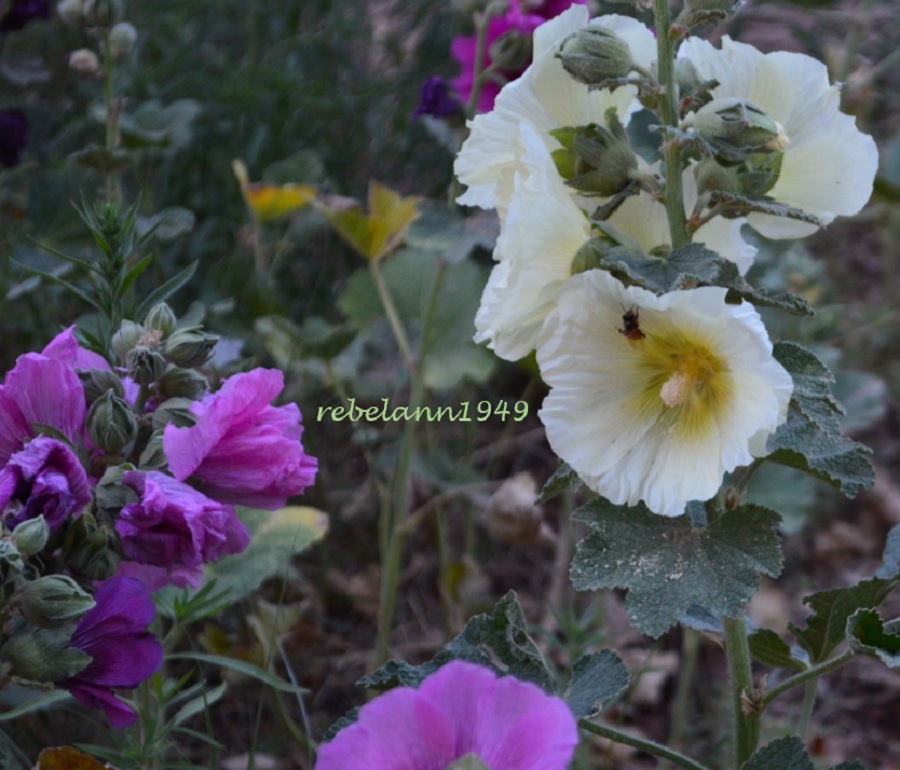 Hollyhocks in my back yard before those wabbits ate em all.