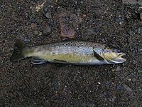 lovely brown trout