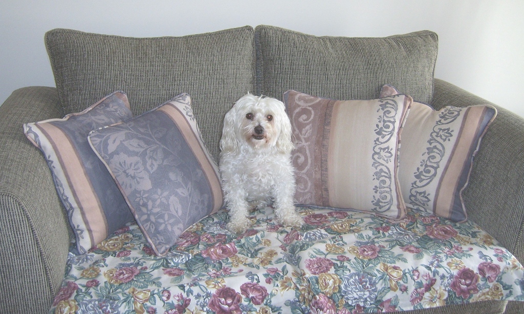 Johns dog looking pretty on his couch. It later died, gassed to death, unfortunately Johns dog looking pretty on his couch. It later died, gassed to death, unfortunately