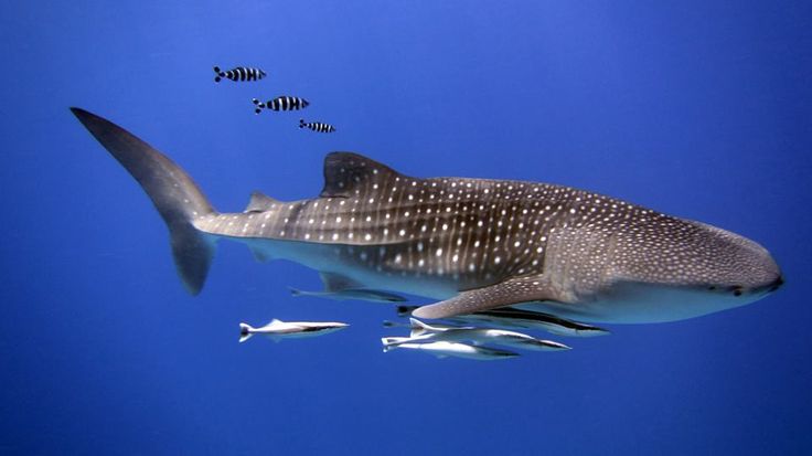 Beautiful Whale Shark