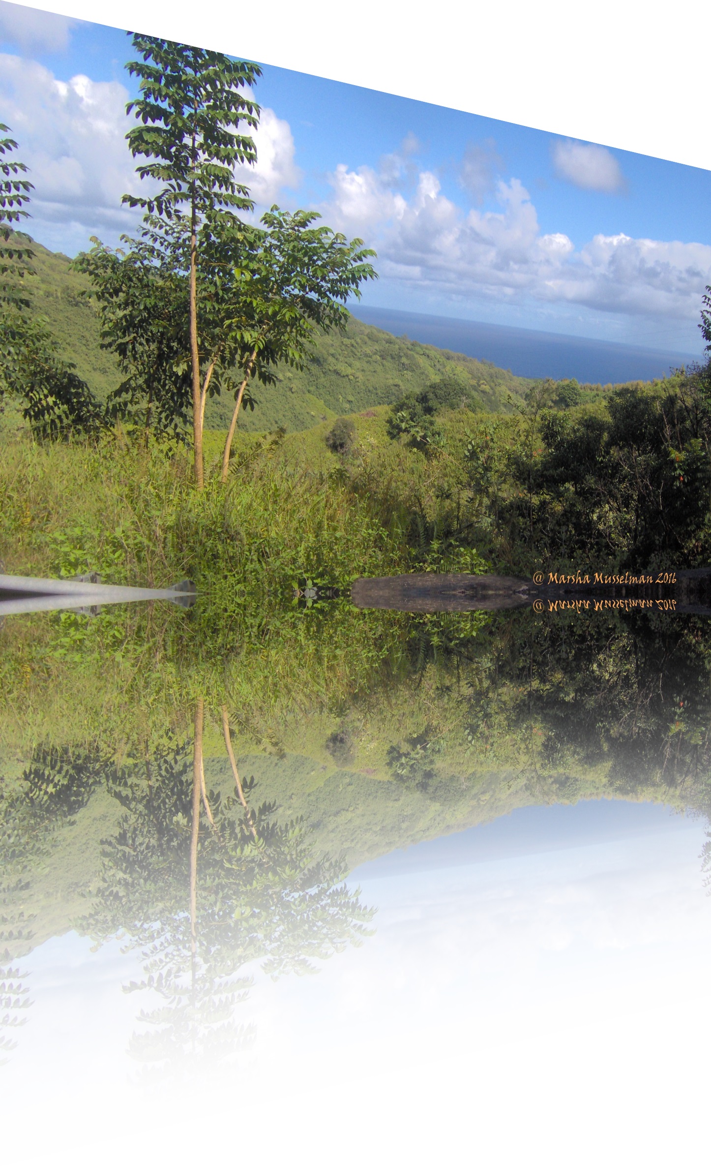 This is my maui photo after using a reflection filter. © 2016 Marsha Musselman This is my maui photo after using a reflection filter. © 2016 Marsha Musselman