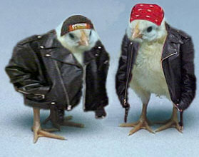 So sweet,Yellow Yobs,Bikers. - They are so sweet, Yellow Yobs Bikers, that would be a good name dont you think.