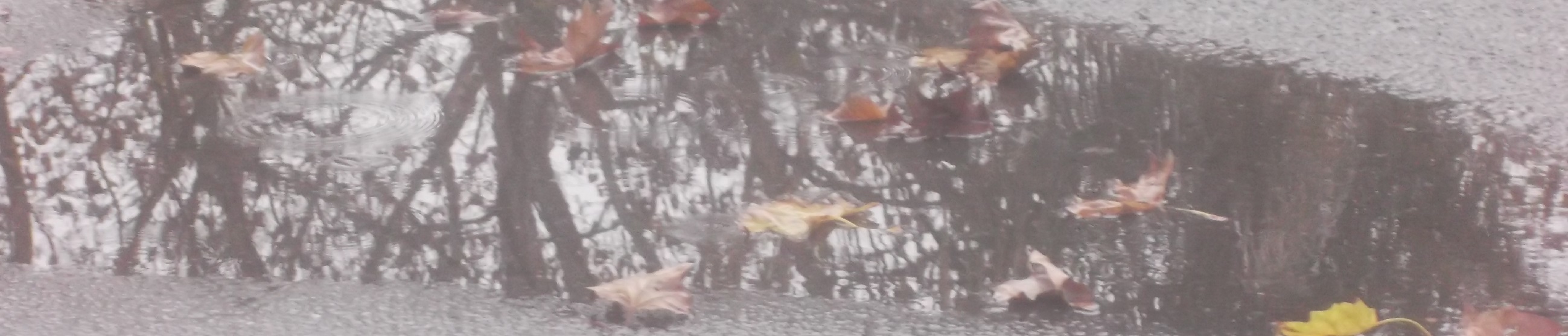 Photo I took of trees reflected in a puddle