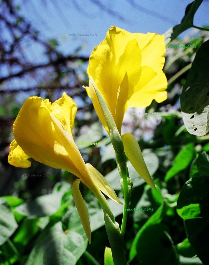 Cannas I grew in the 1980s when I was renting. Cannas I grew in the 1980s when I was renting.