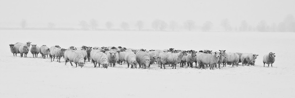 Image credit: https://pixabay.com/en/winter-snow-sheep-animals-cold-1142029/