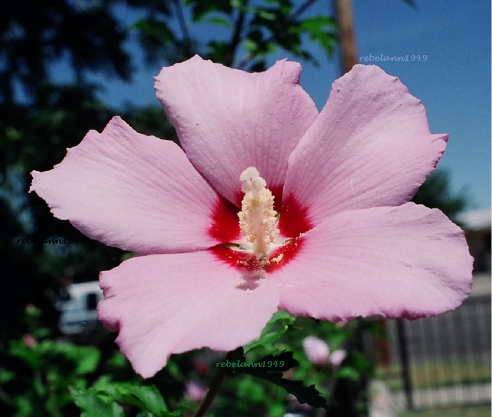 Rose of Sharon blossom taken sometime in the early 1990s. Rose of Sharon blossom taken sometime in the early 1990s.