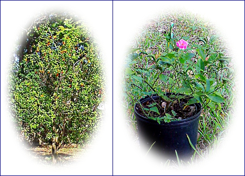 Our December Orange Tree and Our Last Rose of Summer Our December Orange Tree and Our Last Rose of Summer