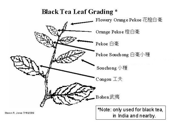 Attribution: Icetea8 at English Wikipedia, Black tea grading in India