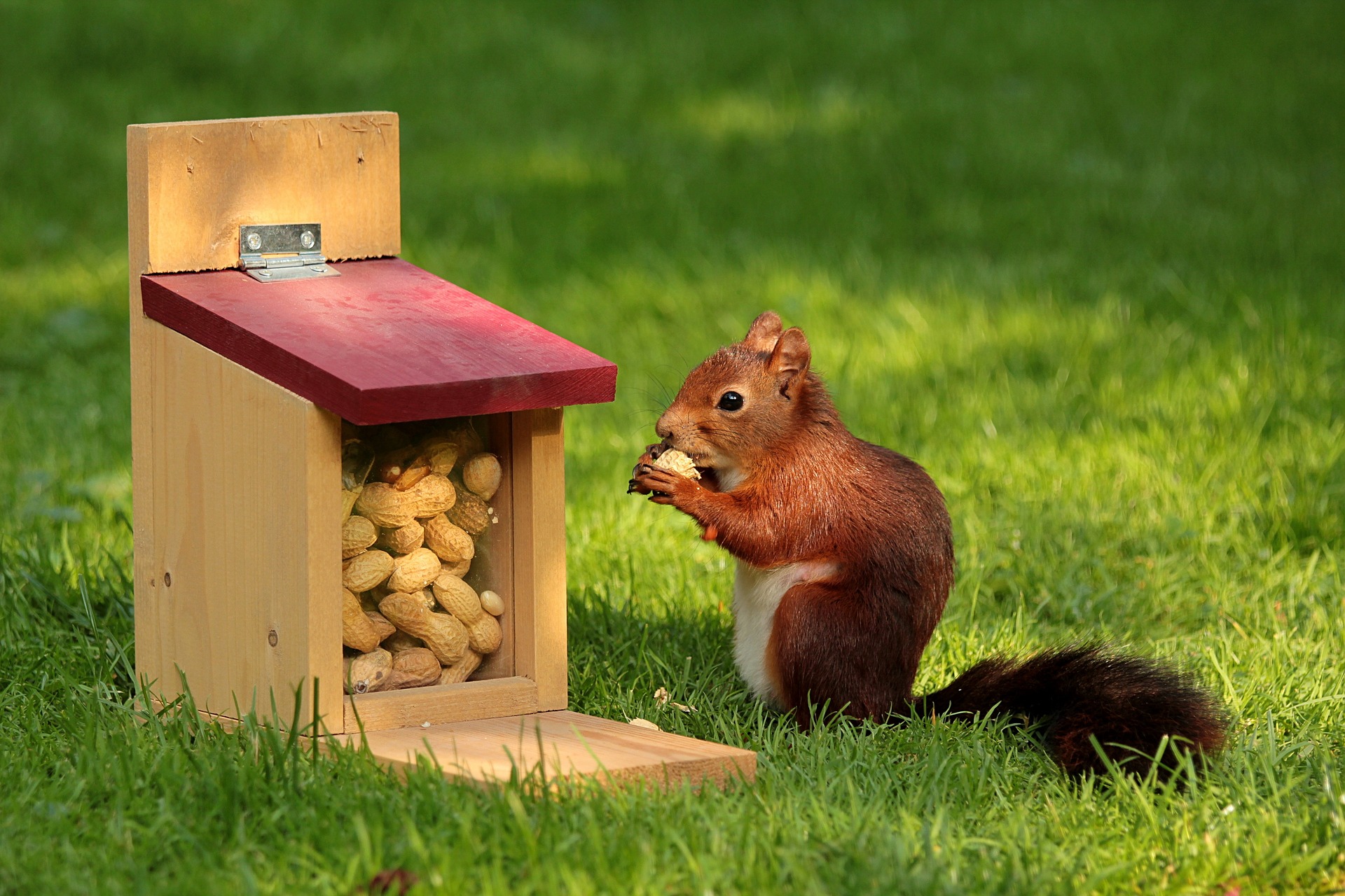https://pixabay.com/en/animal-squirrel-sciurus-bird-meal-927904/