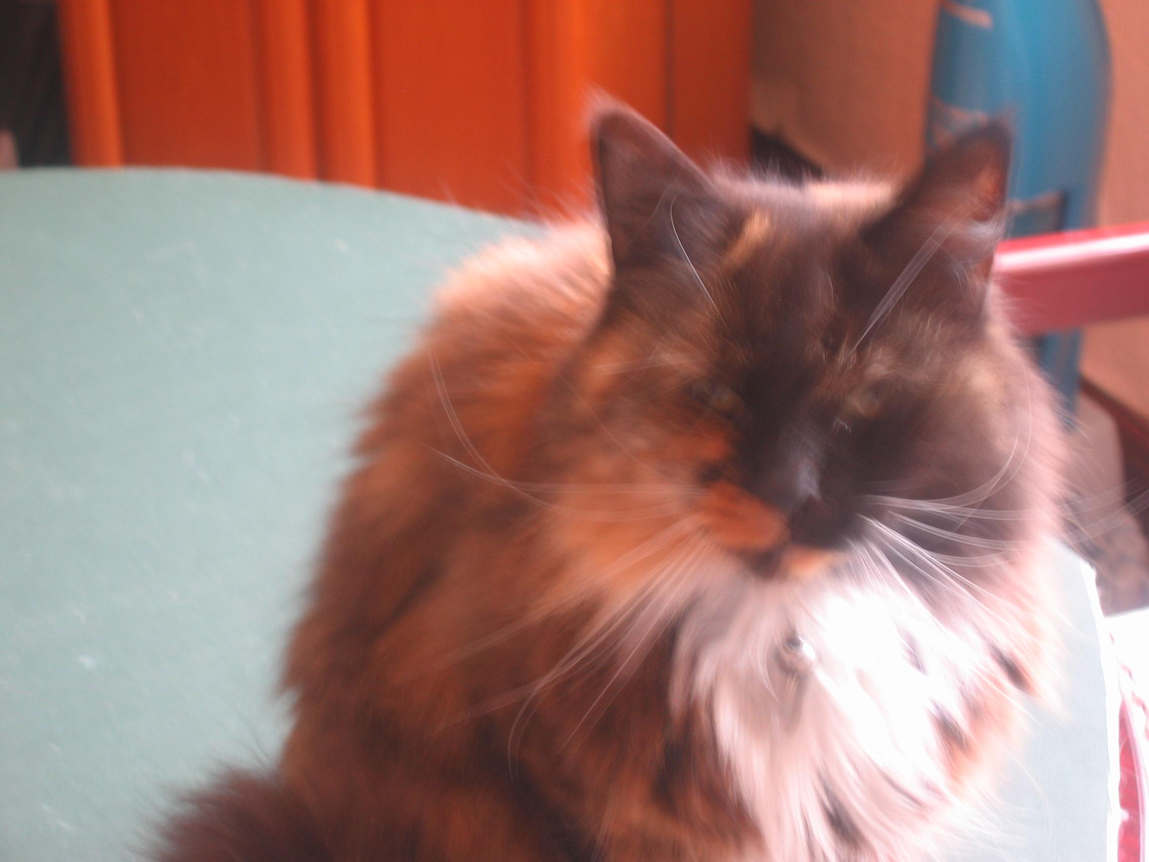Photo taken by me – my mum’s cat, Smudge 