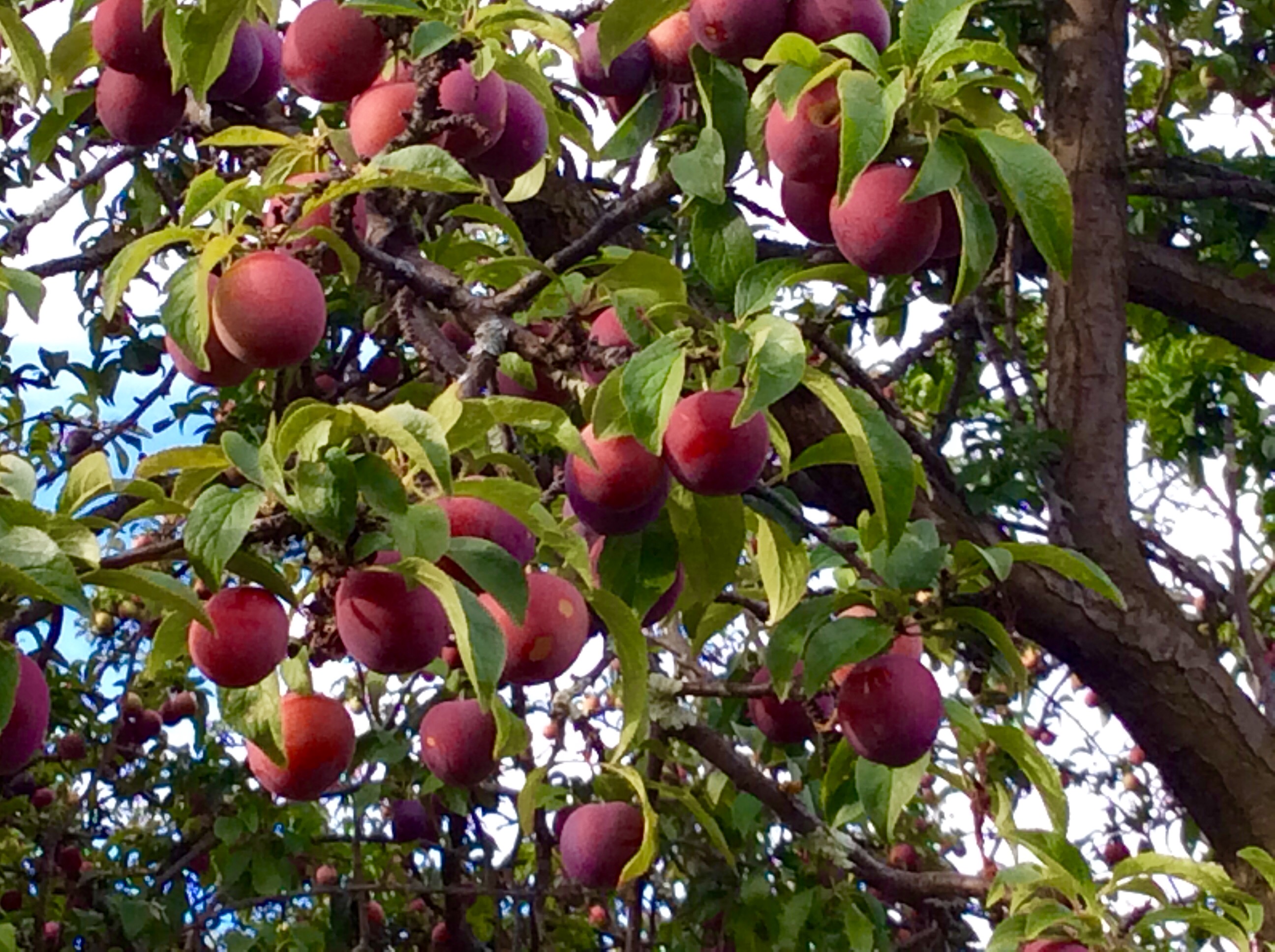 My plum tree