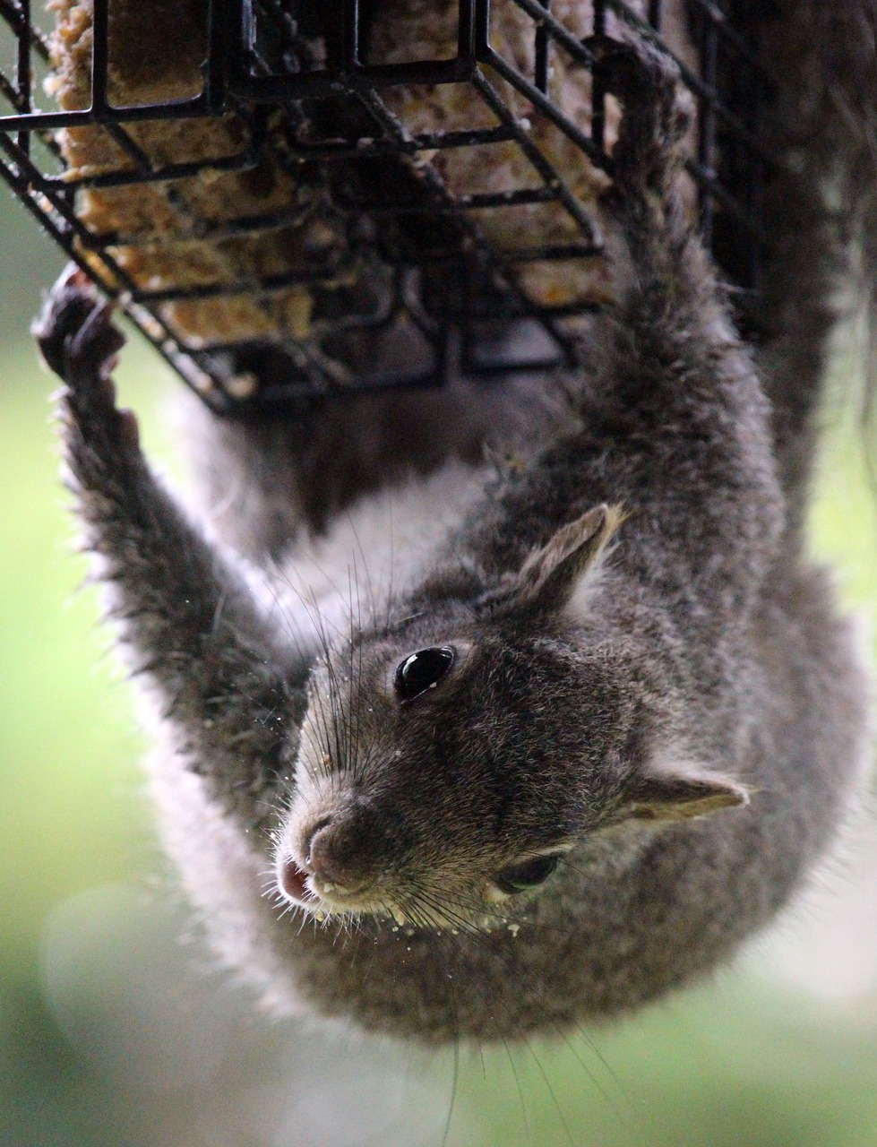 Are squirrels related to pigs? Pixabay image. Are squirrels related to pigs? Pixabay image.