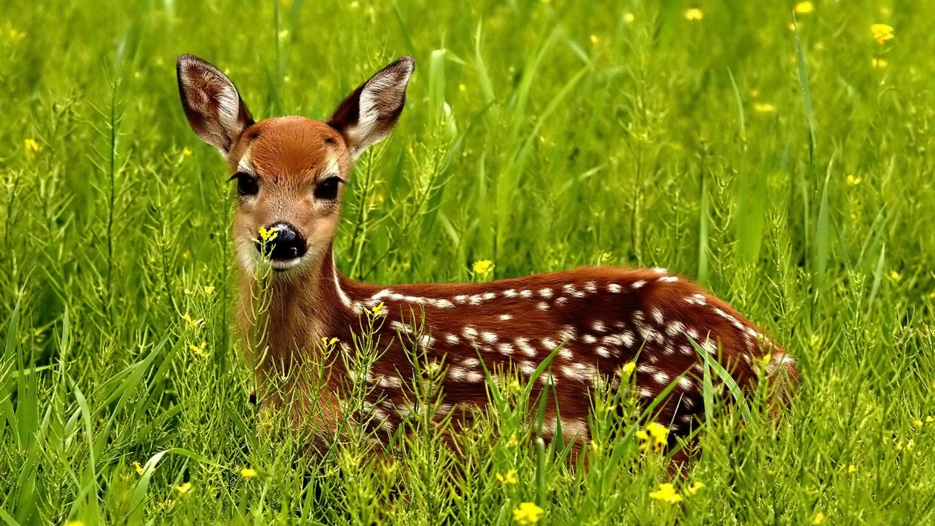 Deer