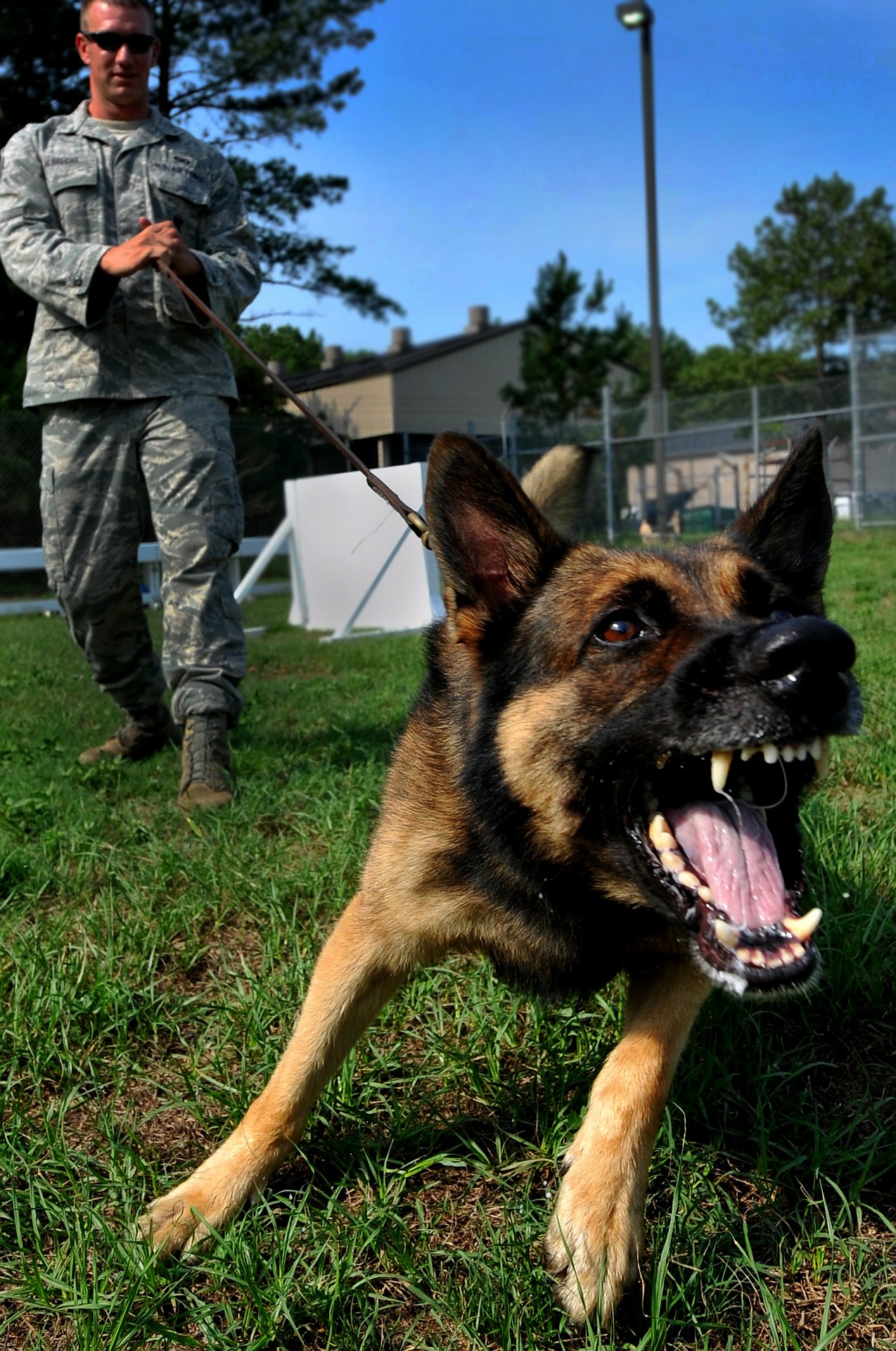 https://pixabay.com/en/dog-canine-growling-bark-barking-86422/ https://pixabay.com/en/dog-canine-growling-bark-barking-86422/