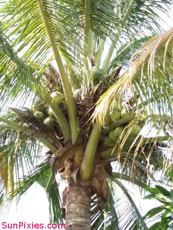 The Coconut tree - full of nuts, there waiting for me