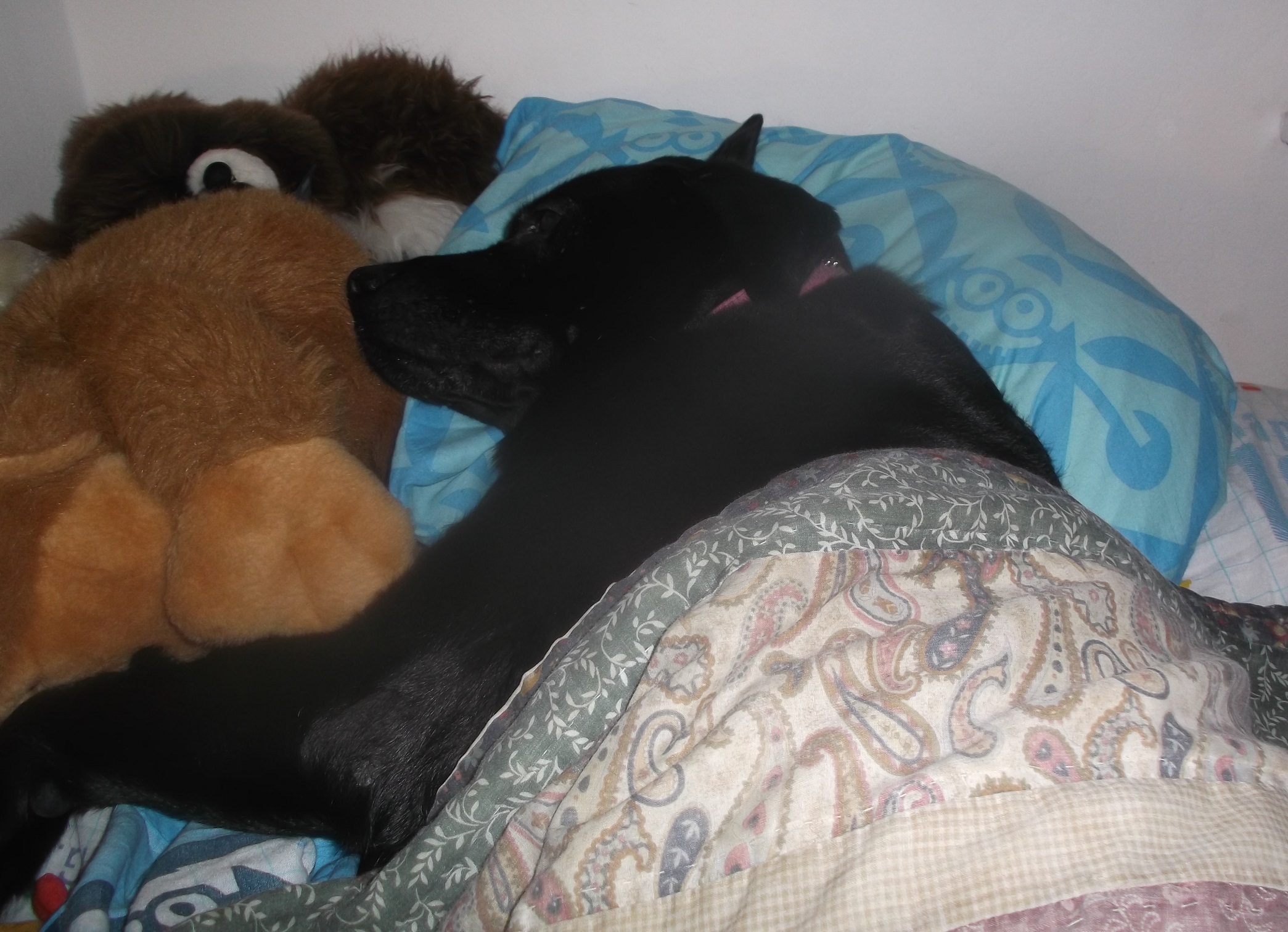 Angel in my bed. :) Angel in my bed. :)