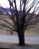 David's Tree in the winter. Taken with a very tiny digital camera by Sunny Shores
