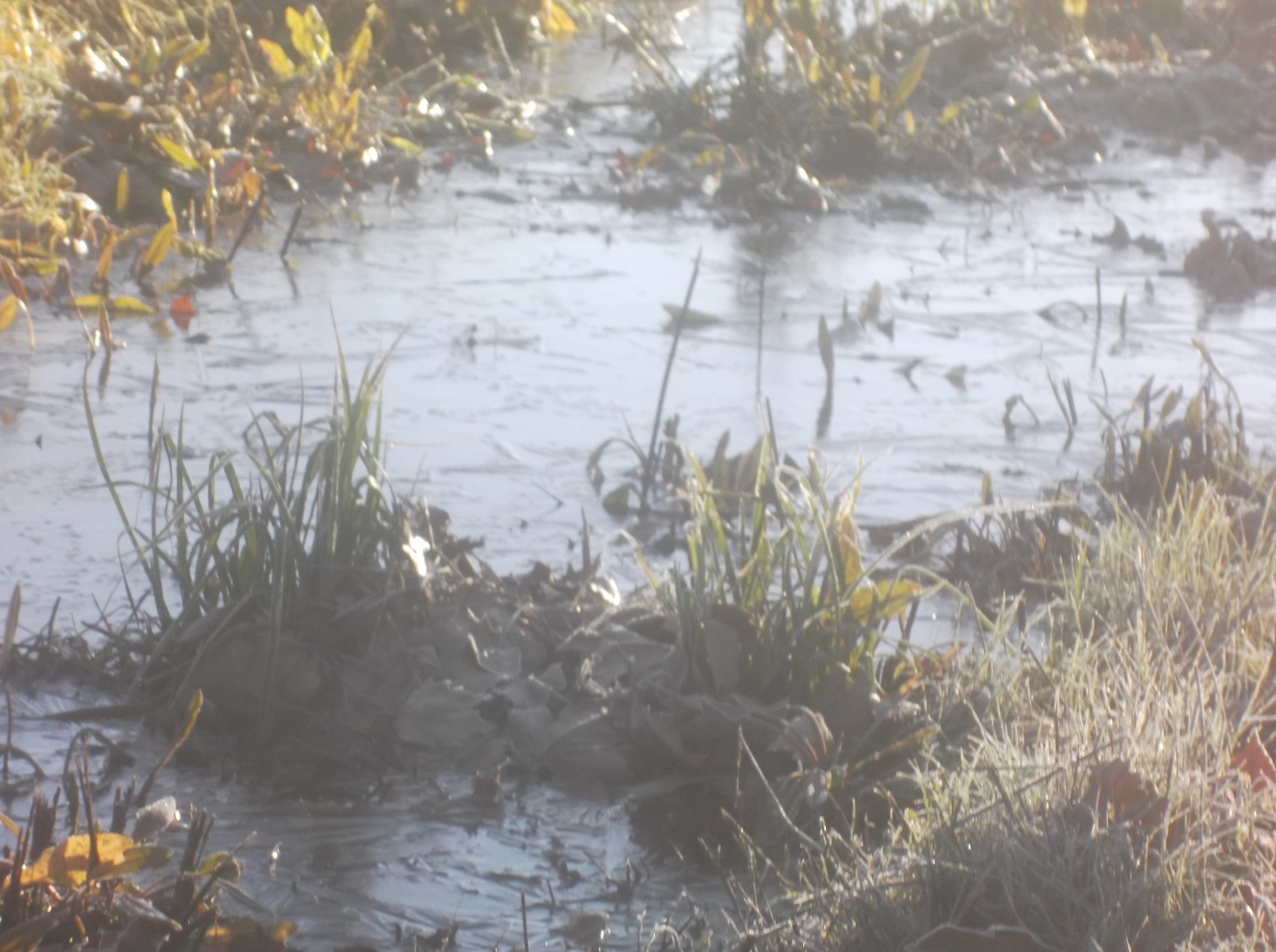 Photo I took of the layer of ice on the creek on Angel's and my walk. Photo I took of the layer of ice on the creek on Angel's and my walk.