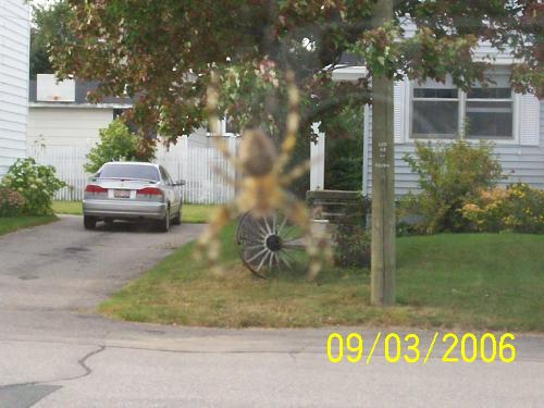 spiders big spider - Spider that has been around my house all year, over 1.5 inches in size, species unknown