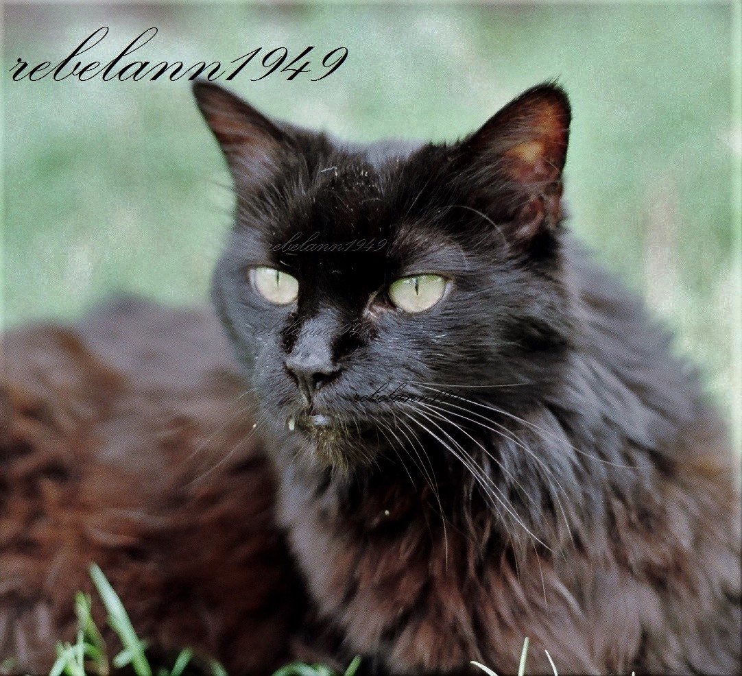 1988 photo converted from 35mm film to cd .... this is my first kitty, Prissy. 1988 photo converted from 35mm film to cd .... this is my first kitty, Prissy.